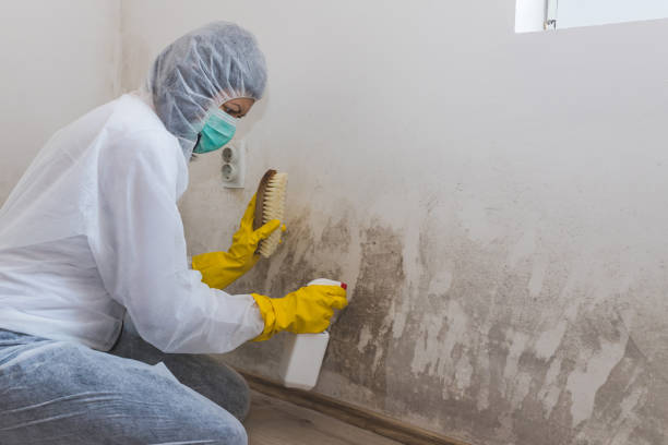 Professional Mold Removal in Massapequa Park, NY