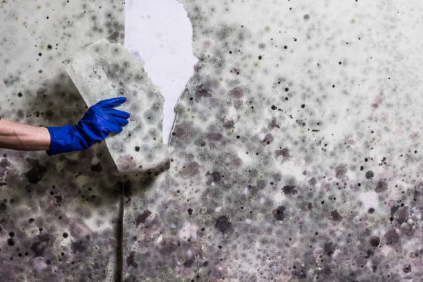 Best Mold Damage Repair  in Massapequa Park, NY