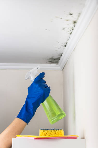 Best Certified Mold Removal  in Massapequa Park, NY